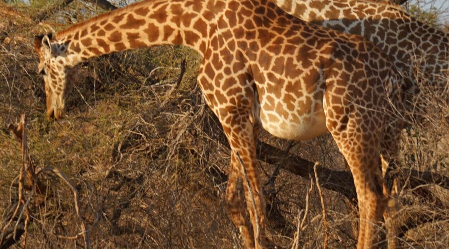 WhatsApp Image 2025-05-17 at 15.07.05