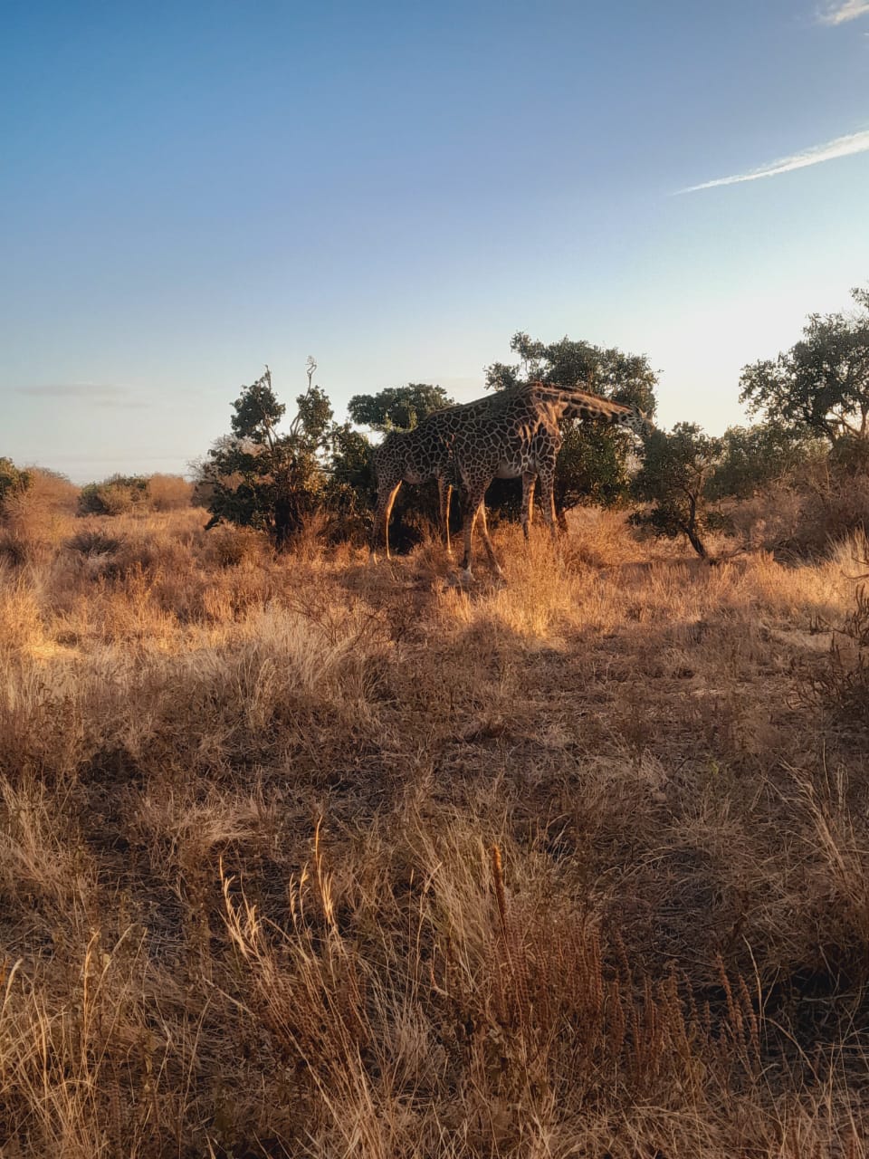 WhatsApp Image 2025-05-15 at 08.51.45